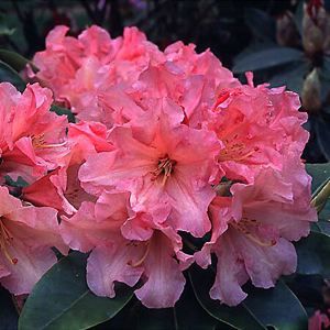 Courtesy of Greenleaf Nursery