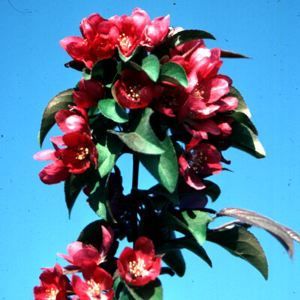 Courtesy of Greenleaf Nursery