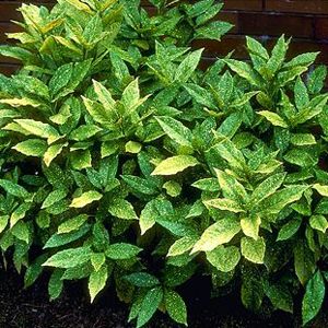 Courtesy of Greenleaf Nursery