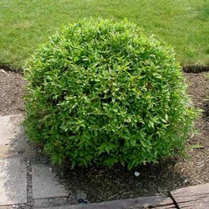 Courtesy of Greenleaf Nursery
