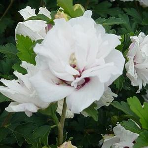 Courtesy of Greenleaf Nursery