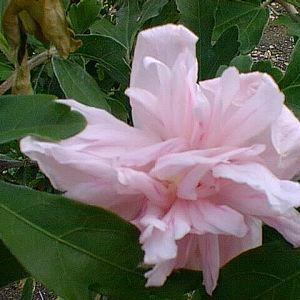 Courtesy of Greenleaf Nursery