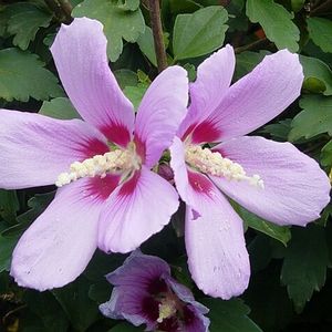 Courtesy of Greenleaf Nursery