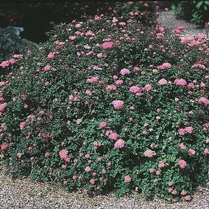 Photo courtesy of Greenleaf Nursery