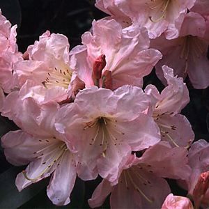 Courtesy of Greenleaf Nursery