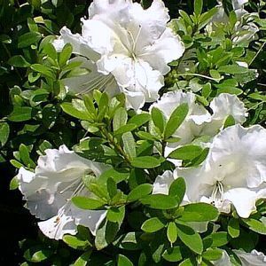 Courtesy of Greenleaf Nursery