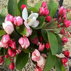 Courtesy of Greenleaf Nursery