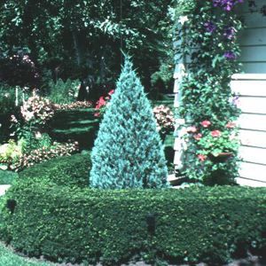 Image courtesy of Greenleaf Nursery