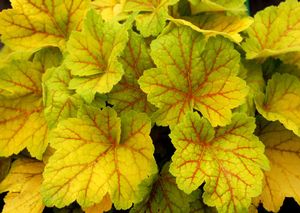 Courtesy of Terra Nova Nursery