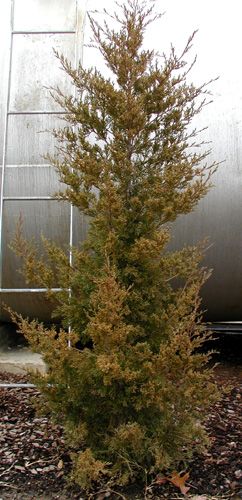 DUNDEE HILLS JUNIPER