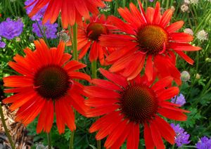 Courtesy of Terra Nova Nurseries