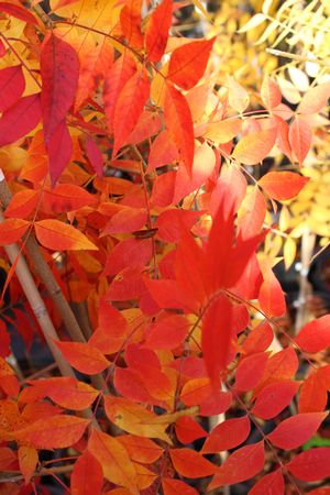 Image Property of SPF (((Fall Color)))