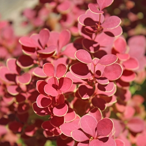 Image Property of Sooner Plant Farm