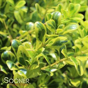 Image Property of Sooner Plant Farm, Inc.