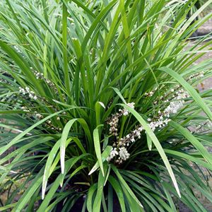 Liriope muscari 'Love Potion 13' EMERALD GODDESS LIRIOPE from Sooner ...