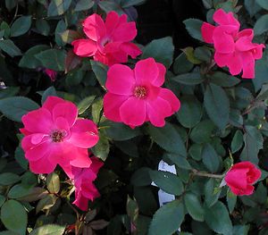 KNOCK OUT® ROSE
