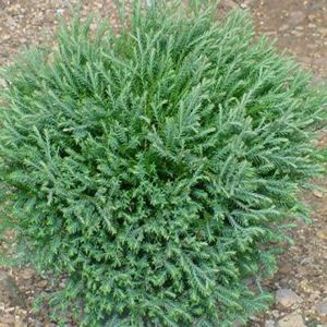 Image Courtesy of Greenleaf Nursery
