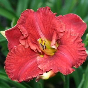 Image courtesy of Greenlef Nursery