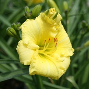 Image courtesy of Greenleaf Nursery