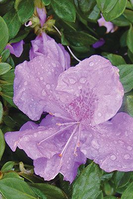 Spring Flower color, see next image for summer and fall color flowers