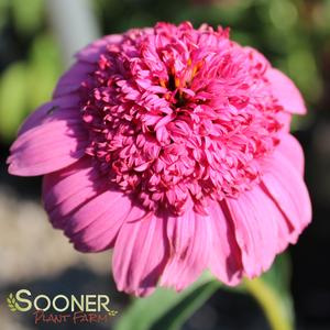 Image Property of Sooner Plant Farm, Inc.