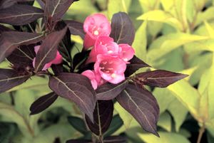 WINE & ROSES® WEIGELA