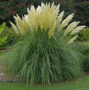 Image Courtesy of Greenleaf Nursery