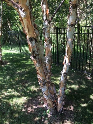 Image Submitted by Customer