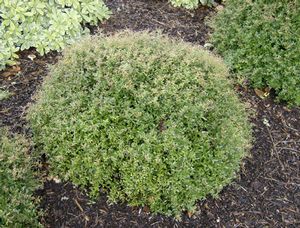 Image courtesy of Greenleaf Nursery
