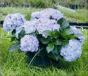 BIG DADDY HYDRANGEA