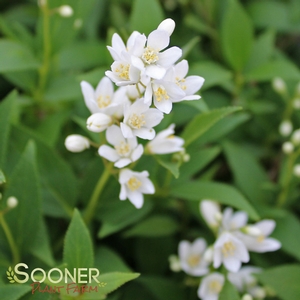 Image Property of Sooner Plant Farm