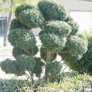 10 year old Mature Plant Trained as a Pom Pom 