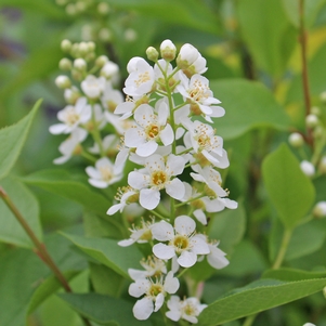 Image Property of Sooner Plant Farm