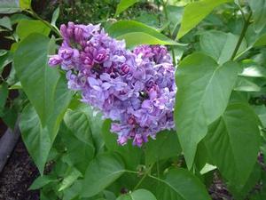 Courtesy of Greenleaf Nursery