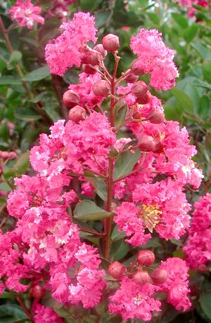 RASPBERRY SUNDAE® CRAPEMYRTLE