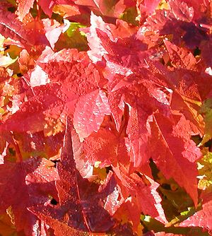 Image Property of Sooner Plant Farm, Inc.