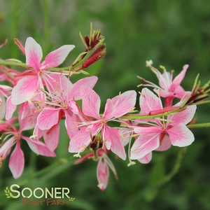 Image Property of Sooner Plant Farm