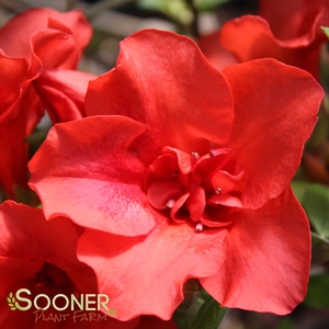 Image Property of Sooner Plant Farm