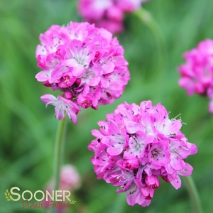 Image Property of Sooner Plant Farm