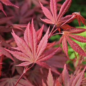 Image Property of Sooner Plant Farm (spring color)