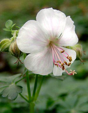 Photo courtesy of North Creek Nurseries