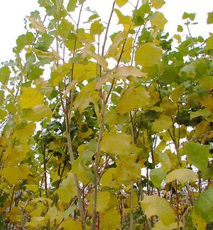 ROBUSTA COTTONWOOD
