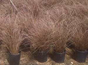 Image courtesy of Greenleaf Nursery