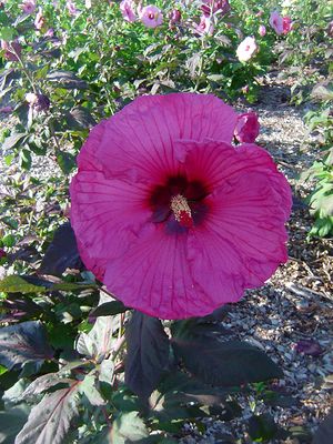 PLUM CRAZY FLEMING™ HARDY HIBISCUS