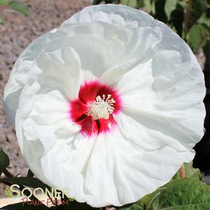 Image Property of Sooner Plant Farm, Inc.
