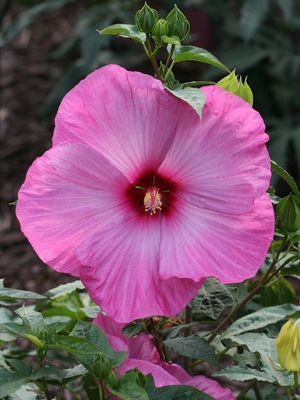 Little Prince Dwarf Fleming™ Hardy Hibiscus | Sooner Plant Farm