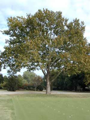 AMERICAN SYCAMORE