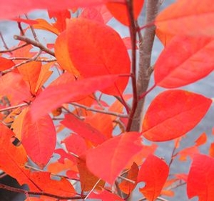 Image Property of SPF *****(Fall Color)