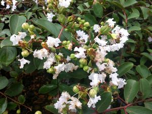 Image courtesy of Greenleaf Nursery