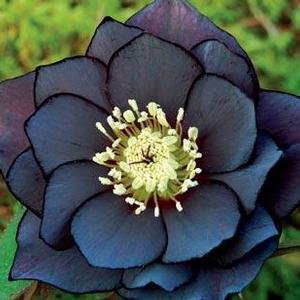 Image Courtesy of Terra Nova